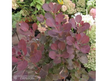 Perukowiec podolski Purpureus 2