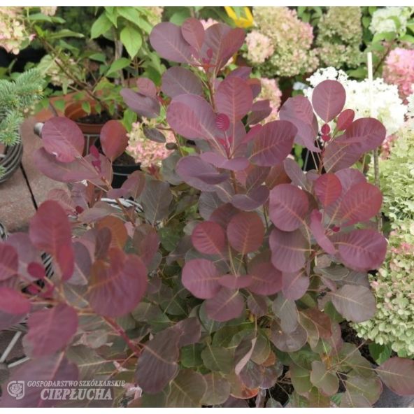 Perukowiec podolski Purpureus