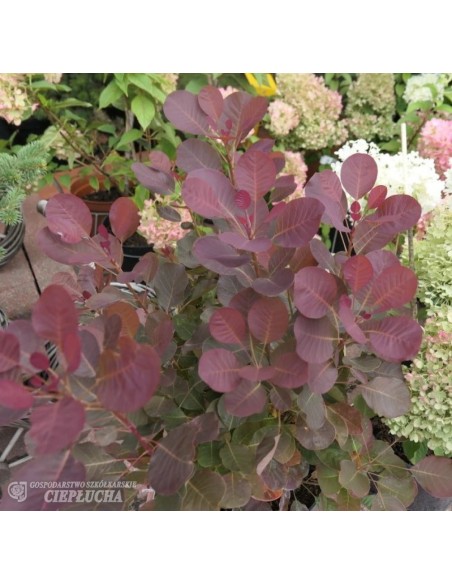 Perukowiec podolski Purpureus