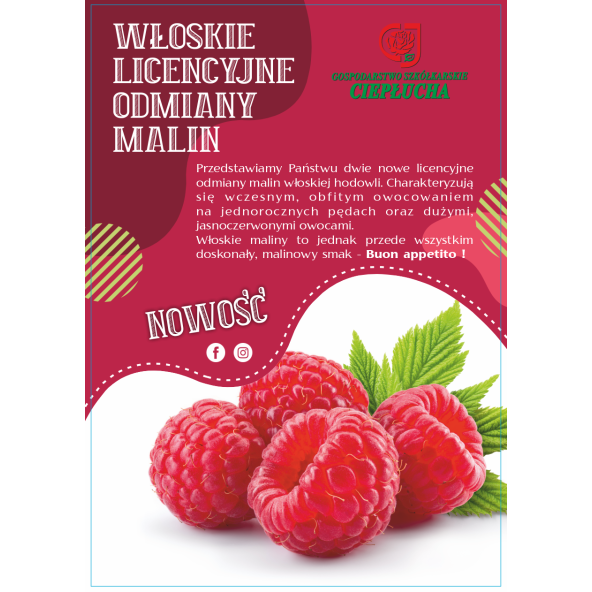 'Magda' - malina właściwa 
Rubus idaeus 'Magda'