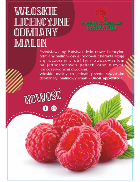 'Magda' - malina właściwa 
Rubus idaeus 'Magda'