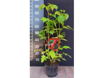 Malina właściwa Regina