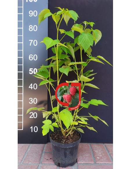 Malina właściwa Regina