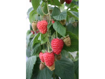 Malina właściwa Regina 2