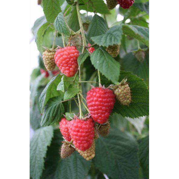 Malina właściwa Regina