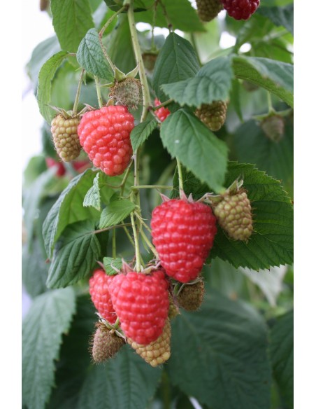 Malina właściwa Regina