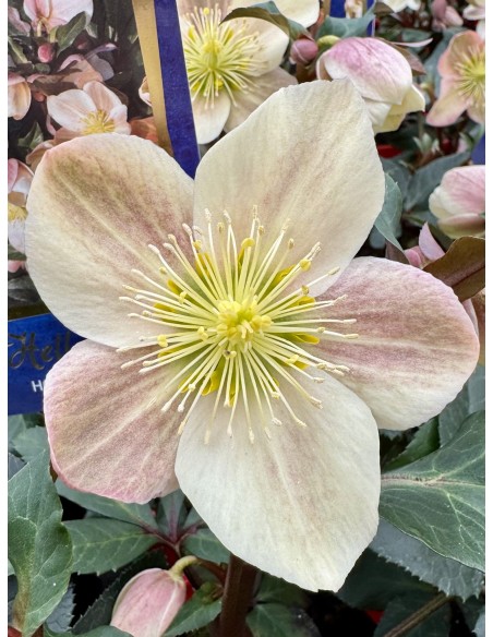 Ciemiernik Ballard 'Coseh 940' HGC CAMELOT