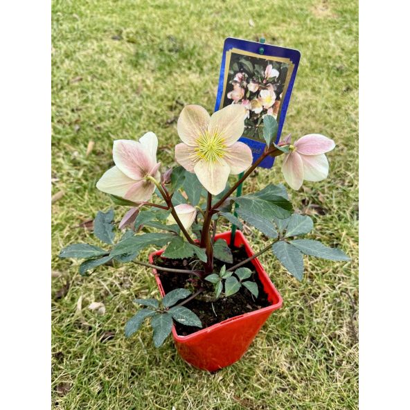 Ciemiernik Ballard 'Coseh 940' HGC CAMELOT