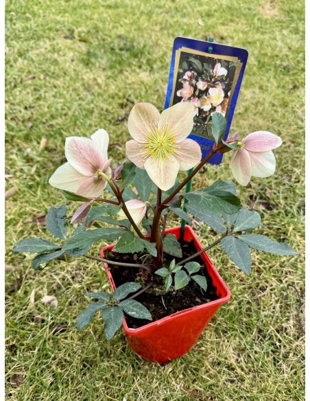 Ciemiernik Ballard 'Coseh 940' HGC CAMELOT