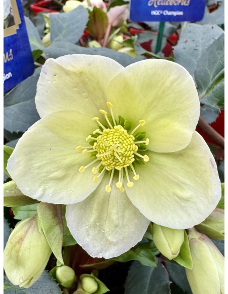 ciemiernik Erica Smitha 'Coseh 730' HGC CHAMPION