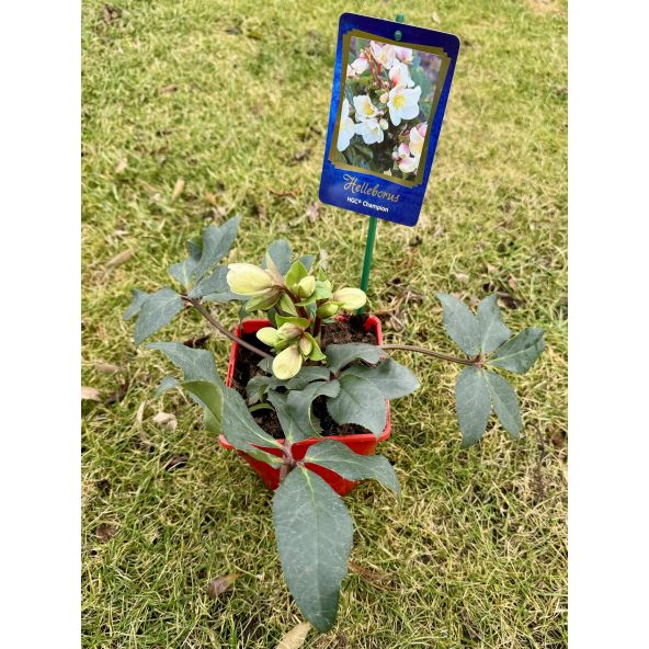 ciemiernik Erica Smitha 'Coseh 730' HGC CHAMPION