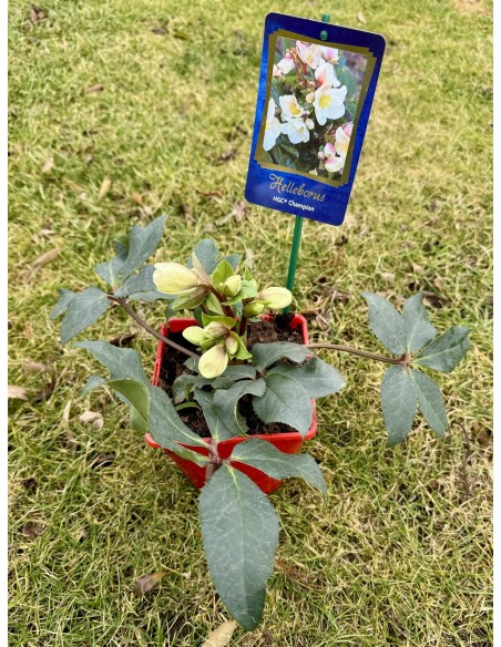 ciemiernik Erica Smitha 'Coseh 730' HGC CHAMPION