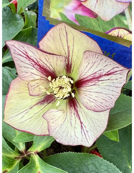 Ciemiernik mieszańcowy 'HLR 200' HGC SP ANJA OUDOLF