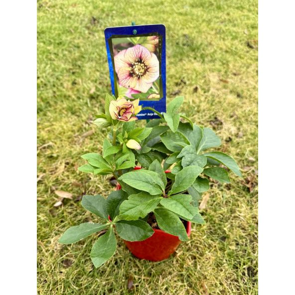 Ciemiernik mieszańcowy 'HLR 200' HGC SP ANJA OUDOLF