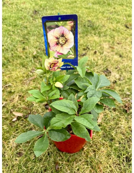 Ciemiernik mieszańcowy 'HLR 200' HGC SP ANJA OUDOLF