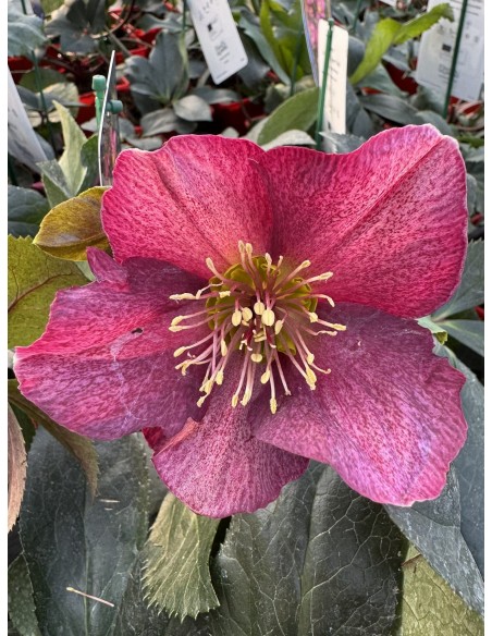 Ciemiernik glandorfski 'Coseh 4100' HGC ICE N' ROSES RED