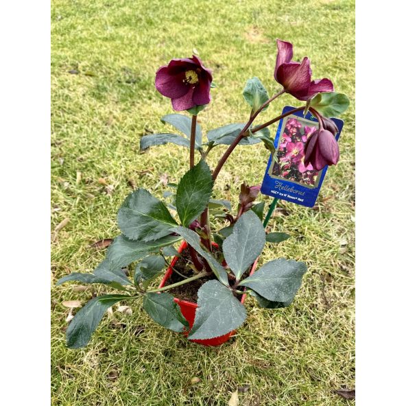 Ciemiernik glandorfski 'Coseh 4100' HGC ICE N' ROSES RED