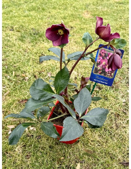 Ciemiernik glandorfski 'Coseh 4100' HGC ICE N' ROSES RED