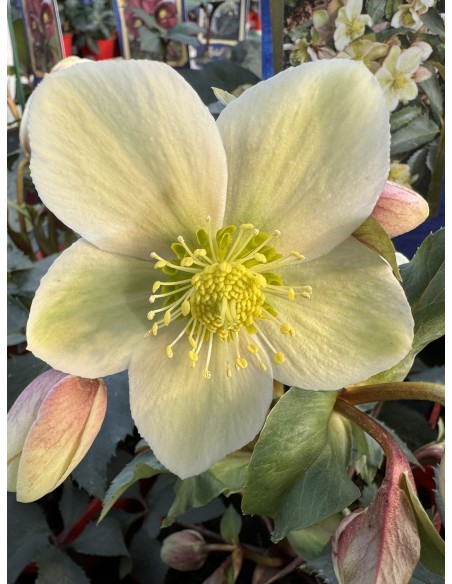 Ciemiernik Erica Smitha 'Coseh 860' HGC MONTE CHRISTO