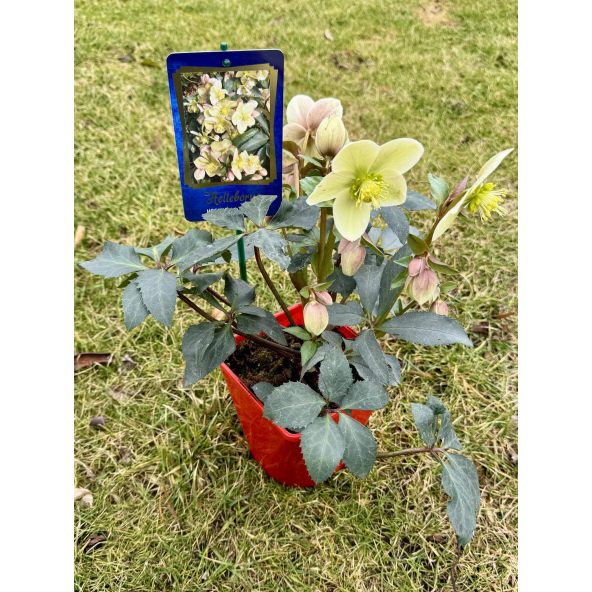 Ciemiernik Erica Smitha 'Coseh 860' HGC MONTE CHRISTO