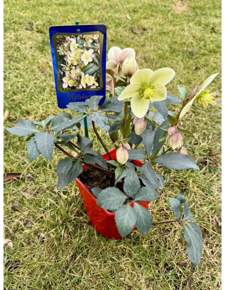 Ciemiernik Erica Smitha 'Coseh 860' HGC MONTE CHRISTO