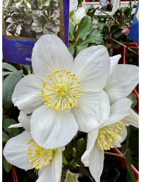 Ciemiernik biały 'Coseh 210' HGC JOEL