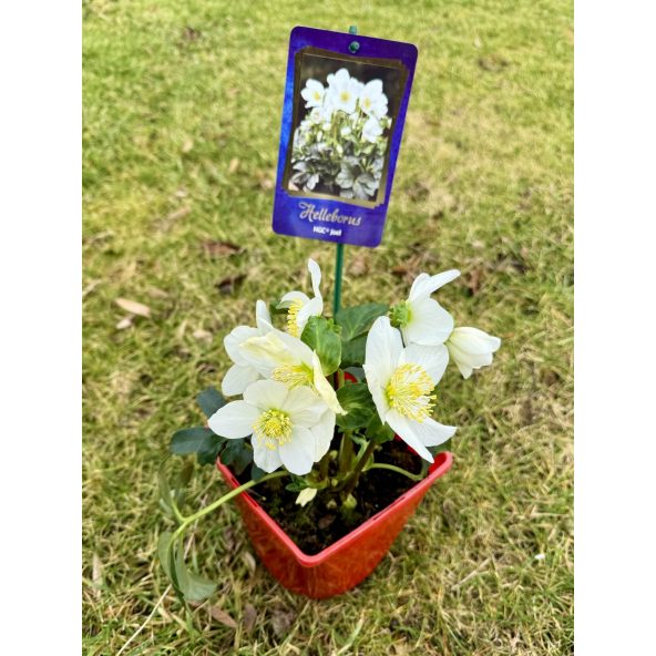 Ciemiernik biały 'Coseh 210' HGC JOEL