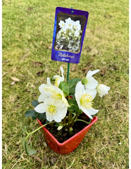 Ciemiernik biały 'Coseh 210' HGC JOEL