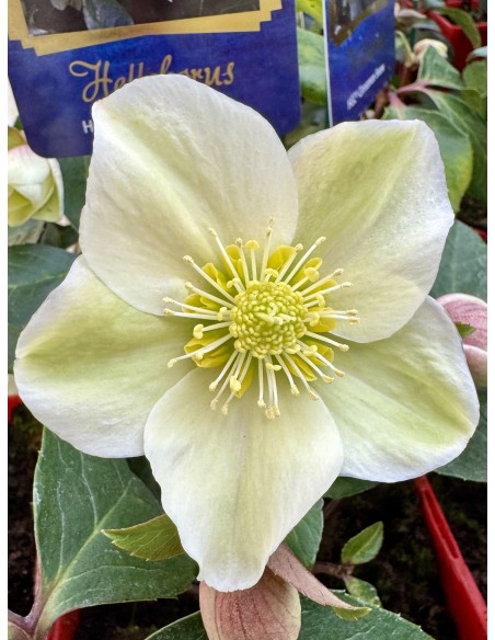 Ciemiernik 'Coseh 700' HGC CINNAMON SNOW