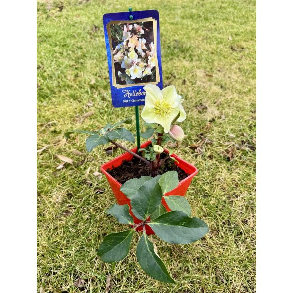 Ciemiernik 'Coseh 700' HGC CINNAMON SNOW