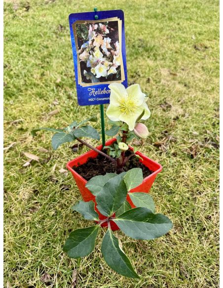 Ciemiernik 'Coseh 700' HGC CINNAMON SNOW