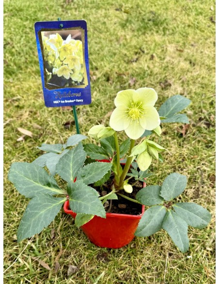 Ciemiernik 'Coseh 820' HGC ICE BREAKER FANCY