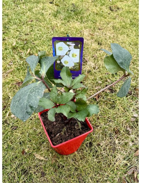 Ciemiernik glandorfski 'Coseh 5500' HGC ICE N' ROSES BIANCO