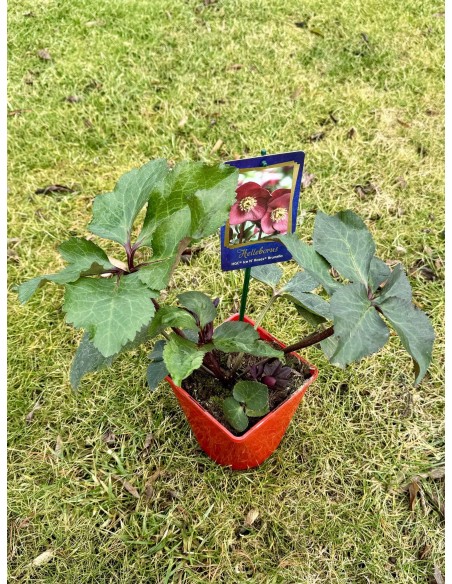 Ciemiernik glandorfski 'Coseh 6000' HGC ICE N' ROSES BRUNELLO