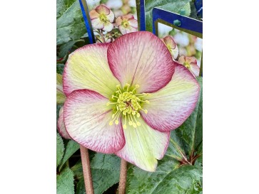 Ciemiernik glandorfski 'Coseh 5100' HGC ICE N' ROSES DARK PICOTEE