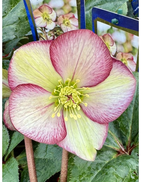 Ciemiernik glandorfski 'Coseh 5100' HGC ICE N' ROSES DARK PICOTEE