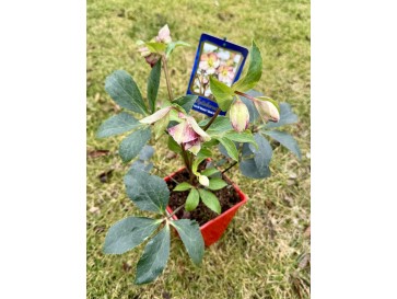 Ciemiernik glandorfski 'Coseh 5100' HGC ICE N' ROSES DARK PICOTEE 2