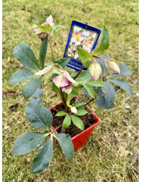 Ciemiernik glandorfski 'Coseh 5100' HGC ICE N' ROSES DARK PICOTEE