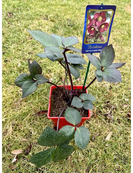 Ciemiernik glandorfski 'Coseh 4700' HGC ICE N' ROSES MERLOT