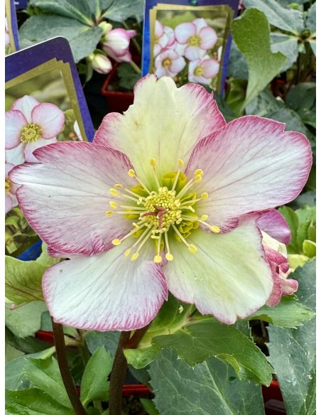 Ciemiernik glandorfski 'Coseh 5000' HGC ICE N' ROSES PICOTEE