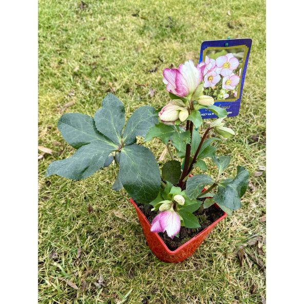 Ciemiernik glandorfski 'Coseh 5000' HGC ICE N' ROSES PICOTEE