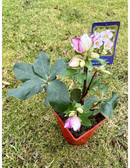 Ciemiernik glandorfski 'Coseh 5000' HGC ICE N' ROSES PICOTEE