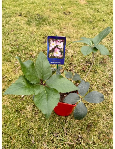 Ciemiernik glandorfski 'Coseh 4200' HGC ICE N' ROSES ROSE