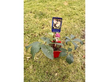 Ciemiernik iburgski 'Coseh 6400' HGC ICE N' ROSES ROSETTA