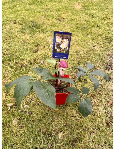 Ciemiernik iburgski 'Coseh 6400' HGC ICE N' ROSES ROSETTA