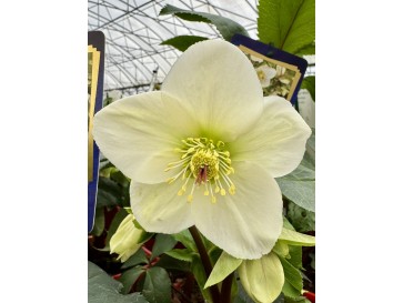 Ciemiernik glandorfski 'Coseh 4500' HGC ICE N' ROSES WHITE