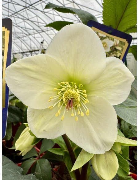 Ciemiernik glandorfski 'Coseh 4500' HGC ICE N' ROSES WHITE