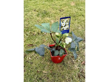 Ciemiernik glandorfski 'Coseh 4500' HGC ICE N' ROSES WHITE 2