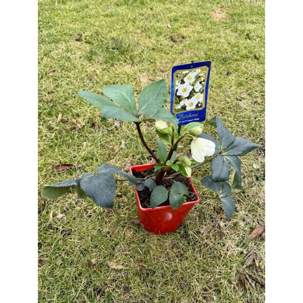 Ciemiernik glandorfski 'Coseh 4500' HGC ICE N' ROSES WHITE