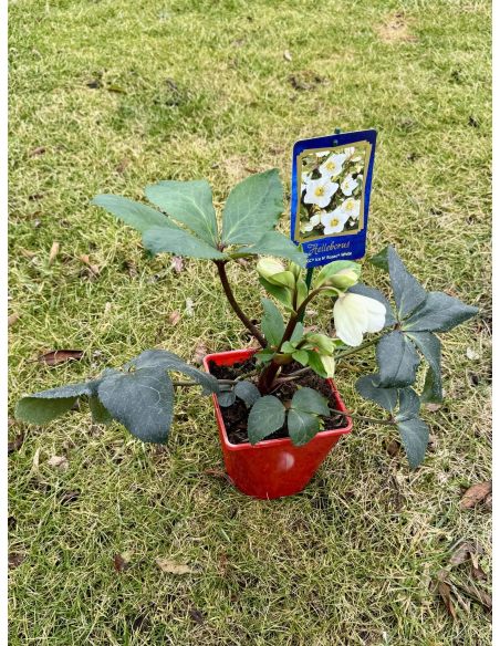 Ciemiernik glandorfski 'Coseh 4500' HGC ICE N' ROSES WHITE